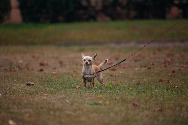 Elevate your tesla model s experience: the definitive handbook for perfecting air suspension for unmatched comfort and performance